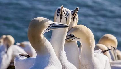 铁杆粉丝！詹姆斯晒俄亥俄州大橄榄球队定制耳机 期待新赛季